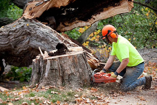 Best Tree Branch Trimming  in USA